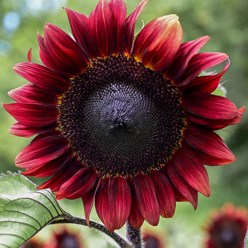 Solsikke 'Pro Cut Red F1' (frø)